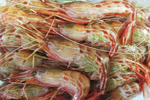North Sea shrimp Frozen